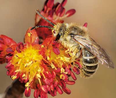 Colletes Bee