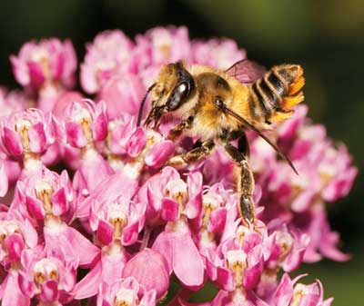 Leafcutter Bee