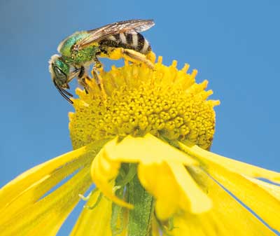 Metallic Bee