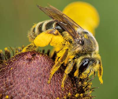 Mining Bee