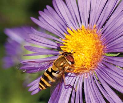 Bee on Aster Flower