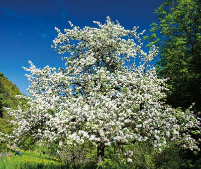 Apple Tree