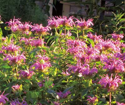 Bee Balm