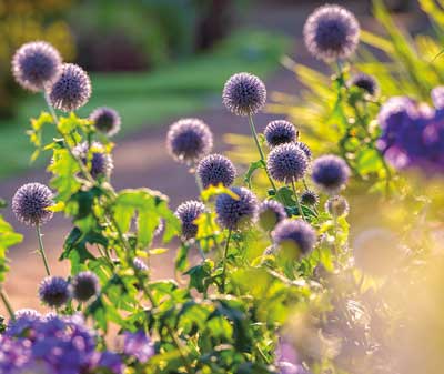 Purple Flowers