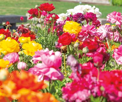 Flowers near Northrop Mall