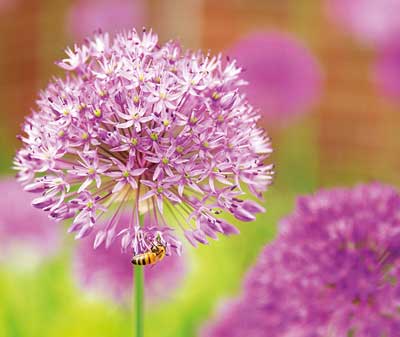 Bee on Flower